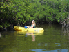 Amy In Mangrove Image